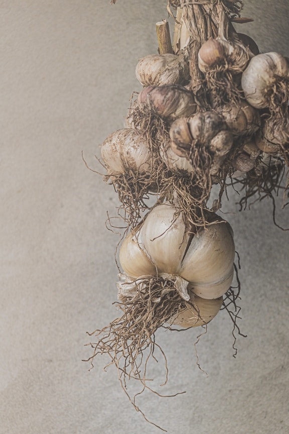 organic, garlic, spice, roots, hanging, still life, root, bulb, vegetable, onion