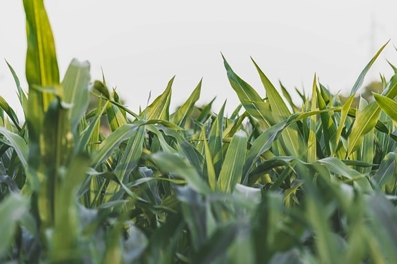 corn, cornfield, close-up, green leaves, organic, cultivation, plantation, agriculture, outdoors, landscape