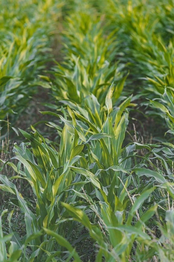 kukuruz, proljetno vrijeme, polje kukuruza, poljoprivredne, organsko, uzgoj, plantaža, proizvodnja, biljka, žitarica