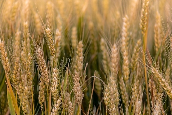 perto, trigo, sementes, haste, palha, temporada de verão, grão, culturas, cereais, rural