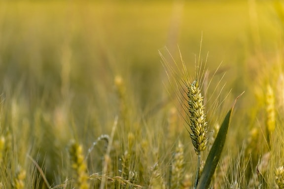 Слънчев, поле пшеница, едър план, отглеждане, пшеница, селскостопански, отглеждане, насажденията, поле, зърнени култури