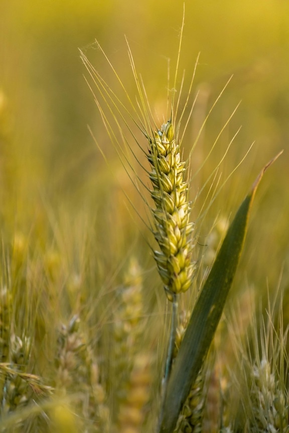 close-up, wheat, seed, stem, growth, herb, green leaf, rural, field, cereal