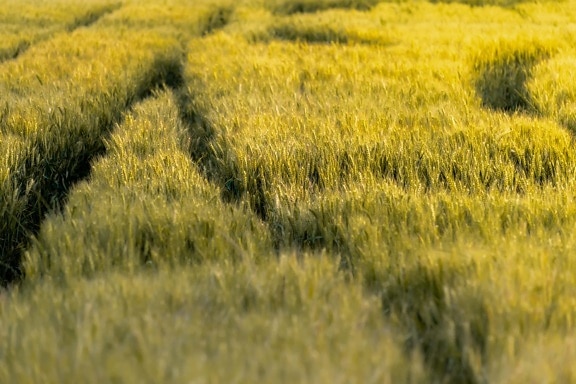 flat field, wheatfield, greenish yellow, wheat, sunny, cereal, summer, landscape, agriculture, field