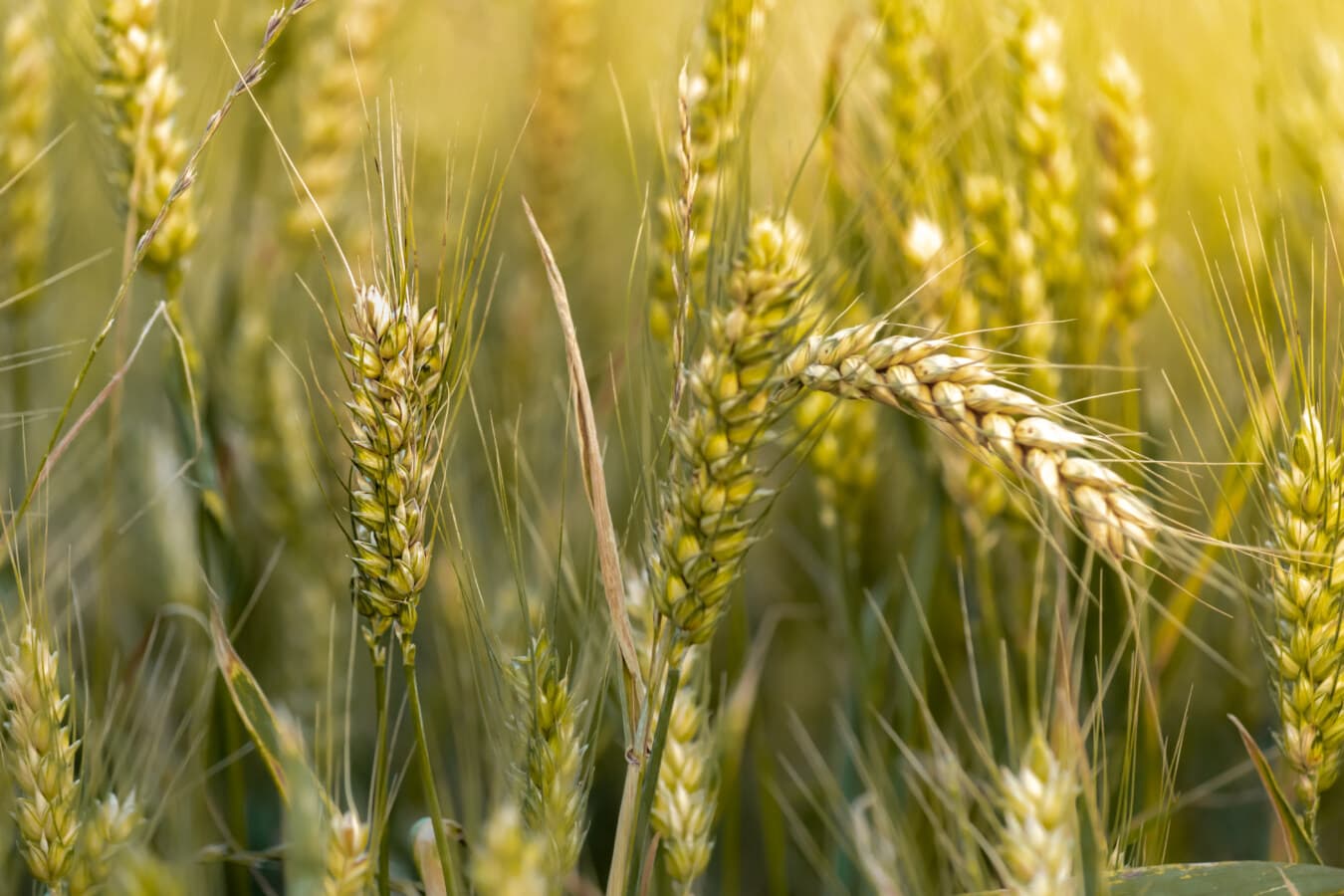 close-up, straw, stem, wheatfield, wheat, cereal, rural, seed, barley, rye