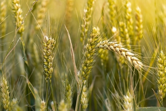 едър план, слама, стволови, поле пшеница, пшеница, зърнени култури, селски, семе, ечемик, ръж