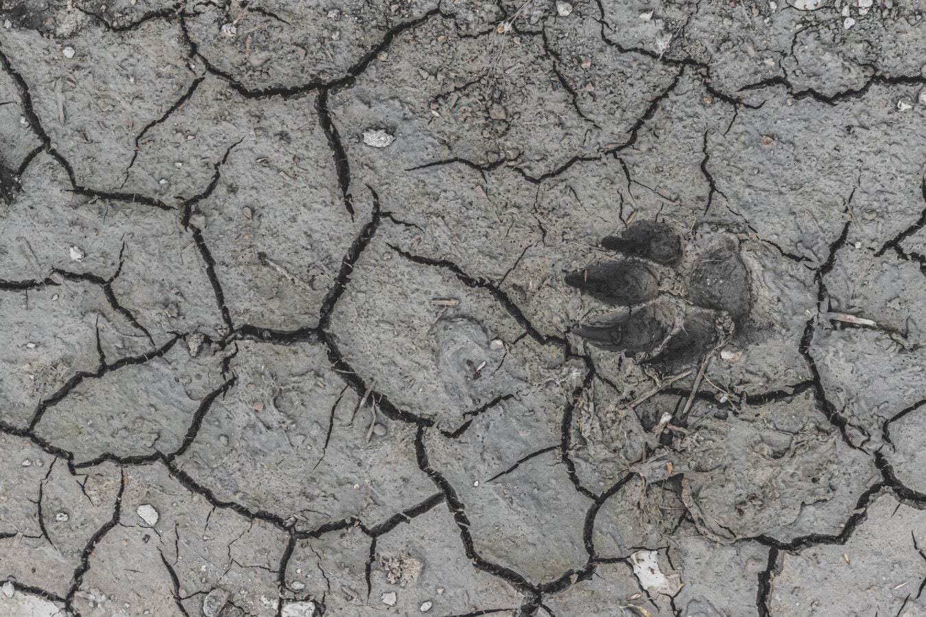 footstep, animal, dry, soil, mud, drought, ground, wasteland, terrain, geology