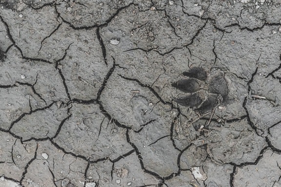 足跡, 動物, 乾燥, 土壌, 泥, 干ばつ, 地面, 荒れ地, 地形, 地質学