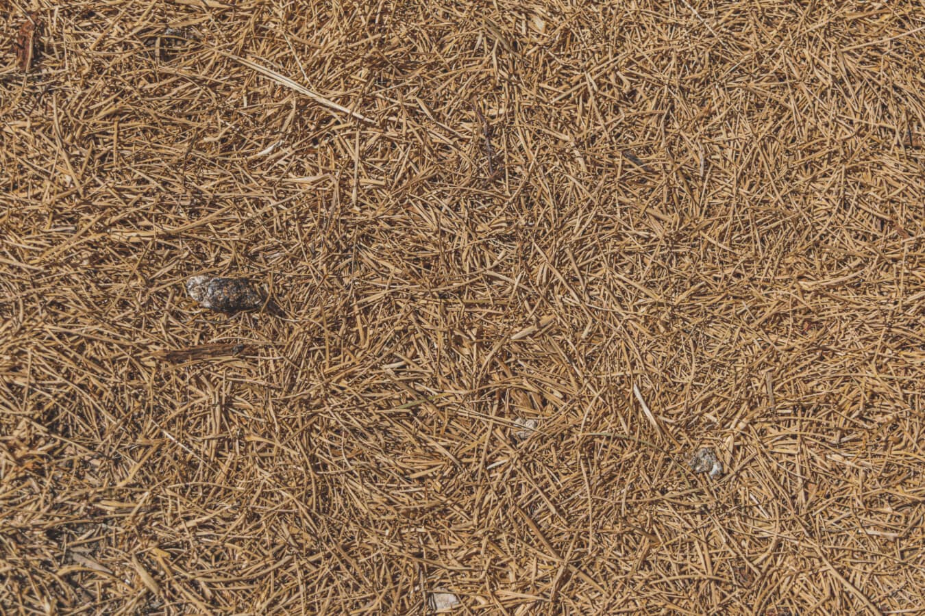 excrement, feces, grounds, dry, texture, light brown, pattern, background, upclose, dirty