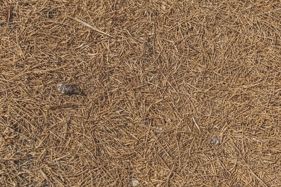 excrement, feces, grounds, dry, texture, light brown, pattern, background, upclose, dirty
