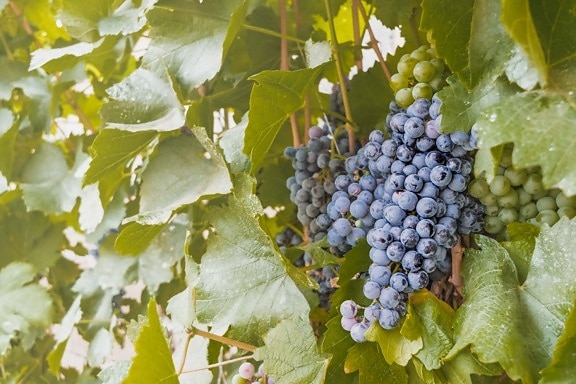 ブドウ, グレープバイン, 濃い青, 熟した果実, ブドウ園, プランテーション, 有機, 農業, ブドウ栽培, 自然