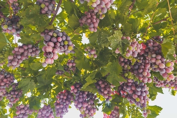 розово, грозде, лозарство, узрели плодове, лозаро-винарски, висящи, клъстер, лозе, плодове, селско стопанство