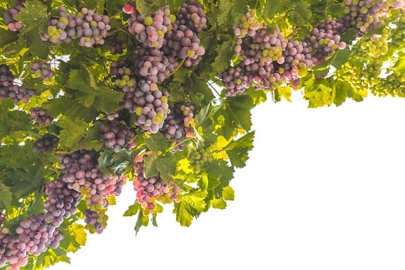 linda, uvas, videira, de suspensão, fruta madura, orgânicos, frutas, viticultura, vinhedo, cluster de
