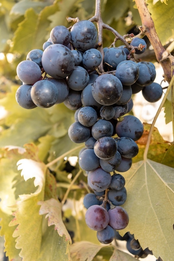 blu scuro, uva, viticoltura, organico, Grapevine, frutta matura, cluster, vite, vigneto, frutta