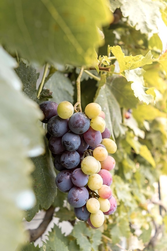 紫, ブドウ, 未熟, グレープバイン, 実稼働, 農業, 有機, フルーツ, ブドウ栽培, ブドウ