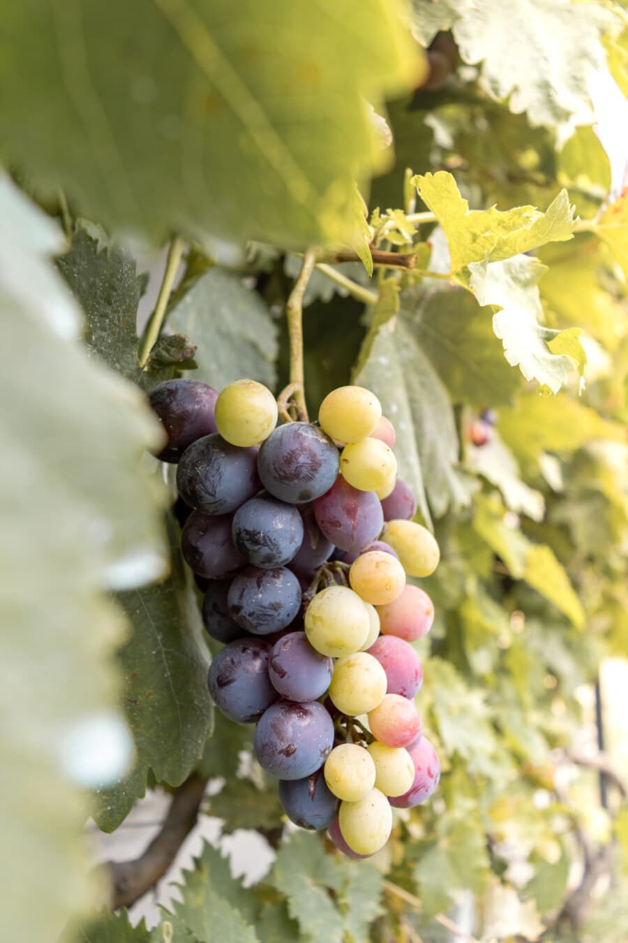 purplish, grapes, unripe, grapevine, production, agriculture, organic, fruit, viticulture, grape