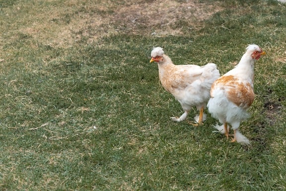 crested hens, domestic, animals, feather, white, poultry, chicken, bird, animal, grass