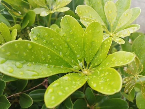 зелени листа, роса, дъждовна капка, зеленикаво жълто, билка, детайли, едър план, градина, листа, природата