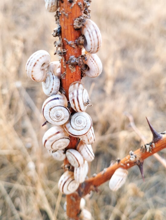 miniature, snails, snail, white, dry season, branch, close-up, nature, summer, outdoors