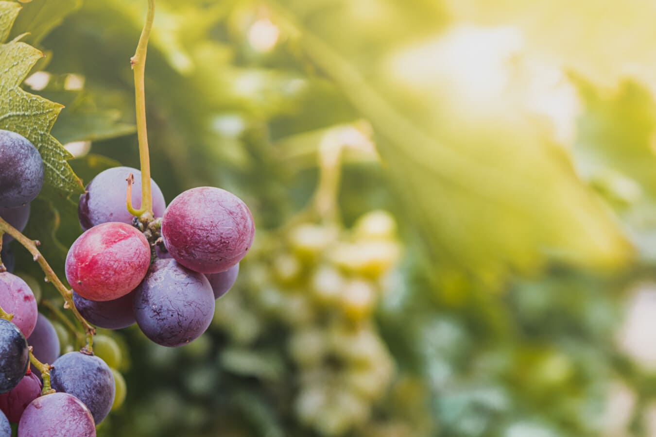 cerah, kebun anggur, selentingan, buah, anggur, daun, di luar rumah, musim panas, cuaca cerah, cerah
