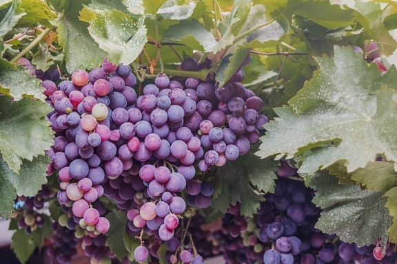 les raisins, violacé, organique, vigne, raisin, vigne, vignoble, fruits, viticulture, feuille