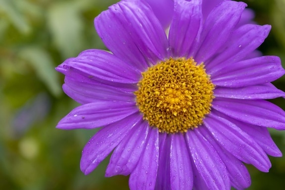 aster astereae, pink flower, close-up, pistil, nectar, pollen, horticulture, petal, plant, blossom