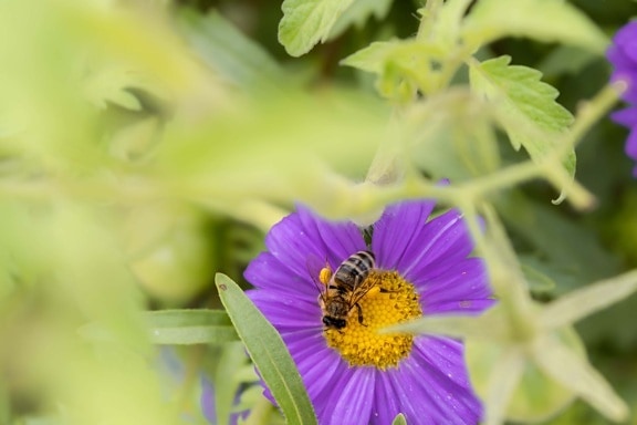 abeja, abeja, polen, néctar de, que recoge, jardín, flor, planta, insectos, flores