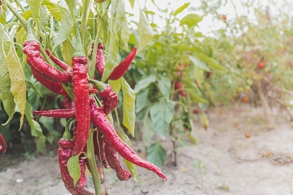 chili peber, pepperoni, mørk rød, voksende, landbrug, økologisk, plantage, landdistrikter, vegetabilsk, peber