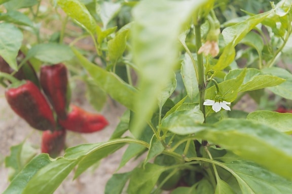 chili peper, kruid, pepperoni, witte bloem, vegetatie, groeiende, tuin, organische, landbouw, dichtbij