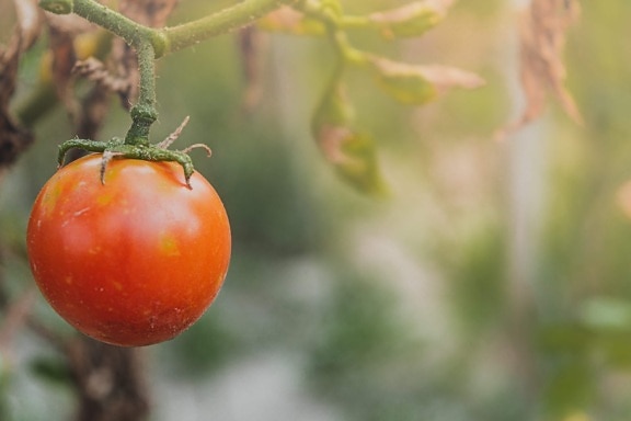 未熟, トマト, 病気, 菌, ハーブ, トマト, 有機, 新鮮です, 自然, 野菜
