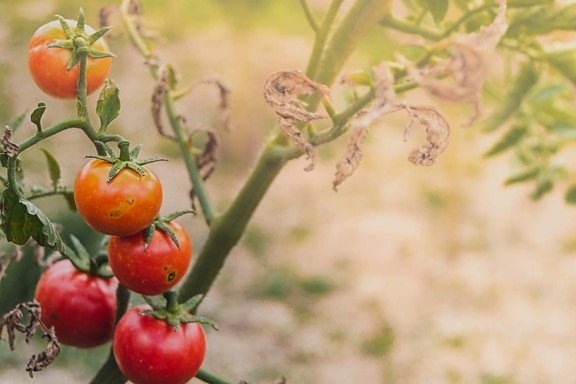 сельское хозяйство, органические, помидоры, Плантация, помидор, Выращивание, трава, питание, лист, на открытом воздухе