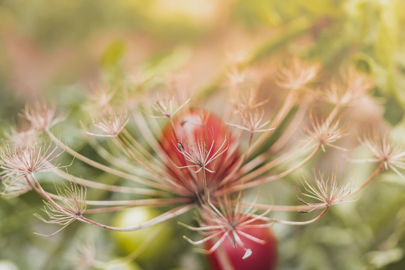 close-up, plants, dry season, detail, focus, plant, flora, blur, outdoors, color