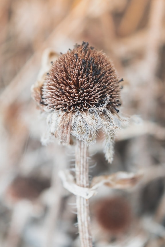 dry thistle, thorn, close-up, seed, herb, sharp, blur, focus, detail, Silybum marianum