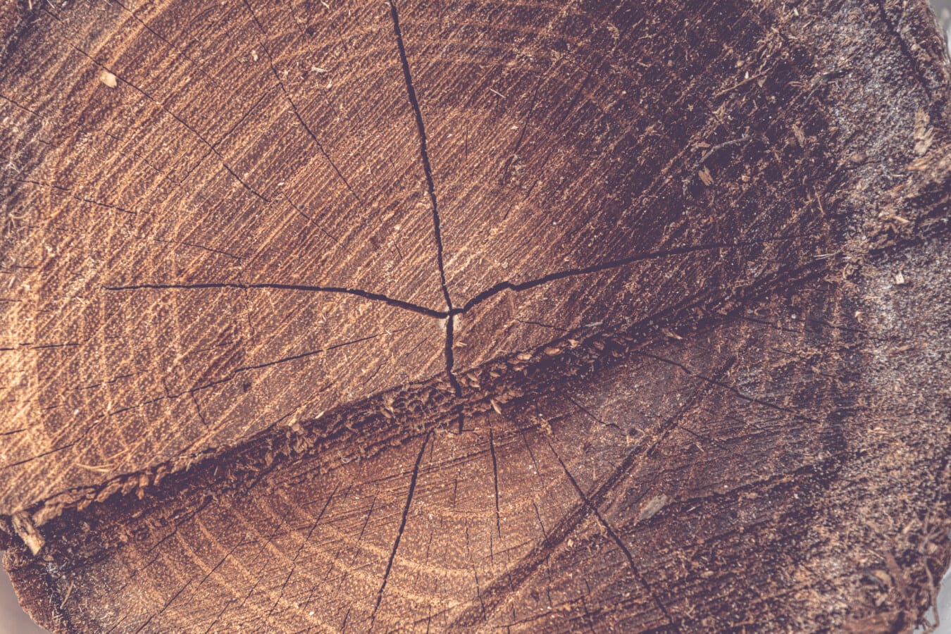 průřez, kmen stromu, tvrdé dřevo, textura, vzor, drsné, staré, špinavý, dřevo, povrch