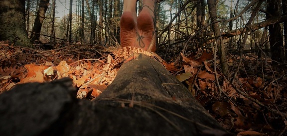 pies descalzos, piernas, pie, pie, tronco de arbol, sombra, Otoño, bosque, Luz del sol, naturaleza