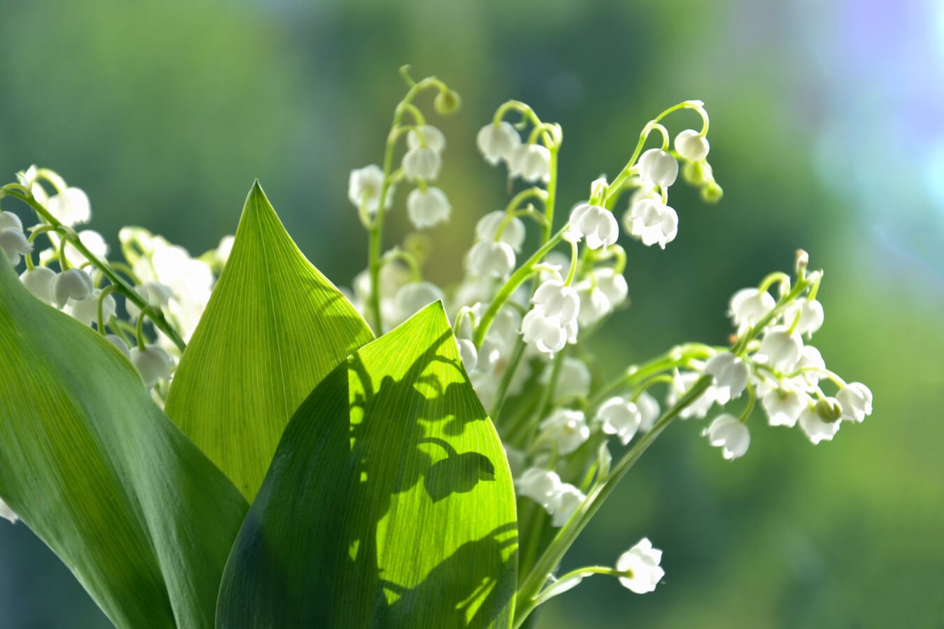 солнечный, время весны, цветы, Белый цветок, лили, чистота, красивые, яркий, букет, ароматерапия