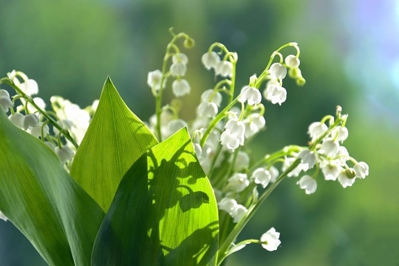 soleado, tiempo de primavera, flores, flor blanca, lirio, pureza, hermosa, brillante, ramo de la, aromaterapia