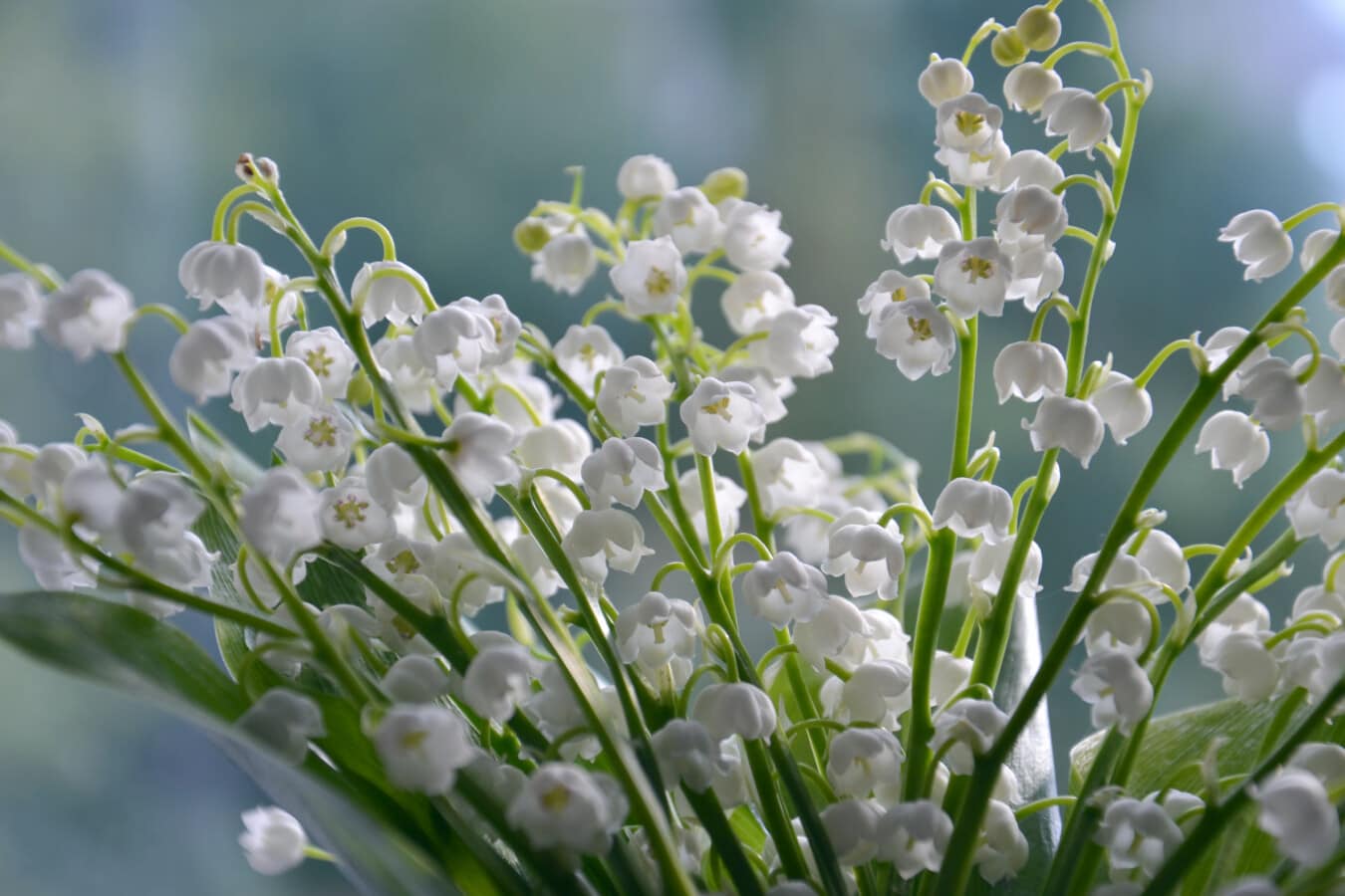 weiße Blume, Lilie, hell, Frühling, Nahansicht, ätherisches Öl, Duft, Frühling, Medizin, blühen