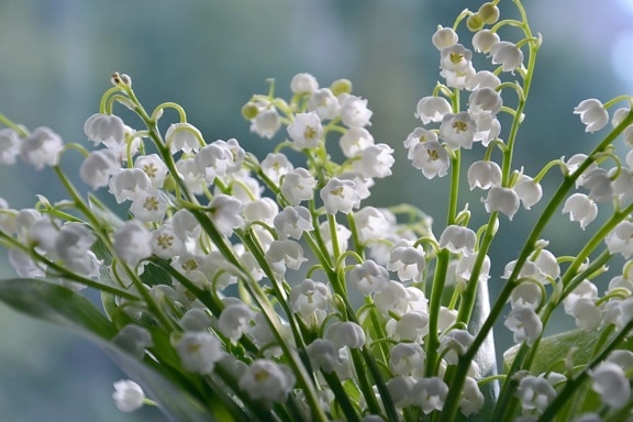 λευκό λουλούδι, κρίνος, φωτεινή, άνοιξη, από κοντά, αιθέριο έλαιο, άρωμα, άνοιξη, ιατρική, ανθισμένα