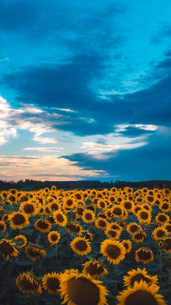 sunflower, field, landscape, summer, sunset, nature, outdoors, fair weather, flower, daylight