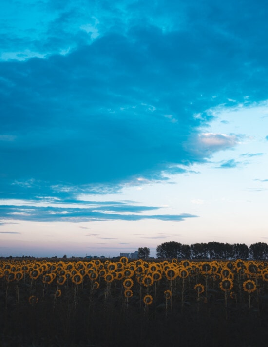 bunga matahari, perkebunan, malam, bidang pertanian datar, awan, biru gelap, pemandangan, matahari terbenam, Fajar, alam