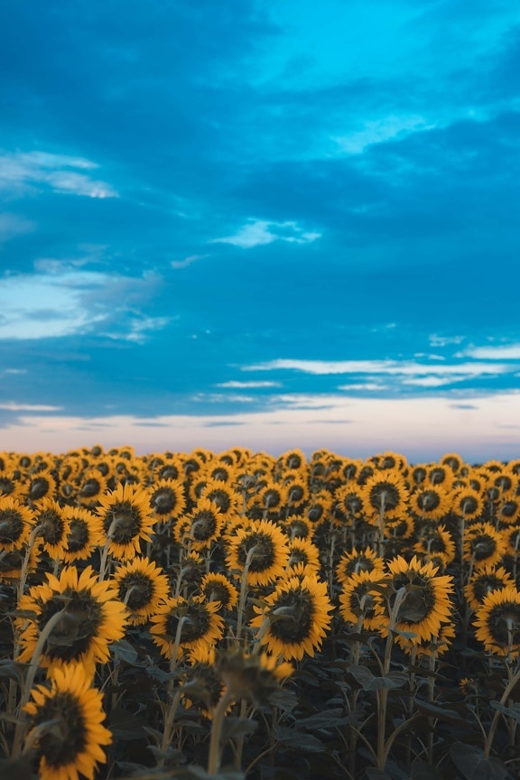 plantation, sunflower, organic, flat field, agriculture, production, nature, outdoors, bright, sun