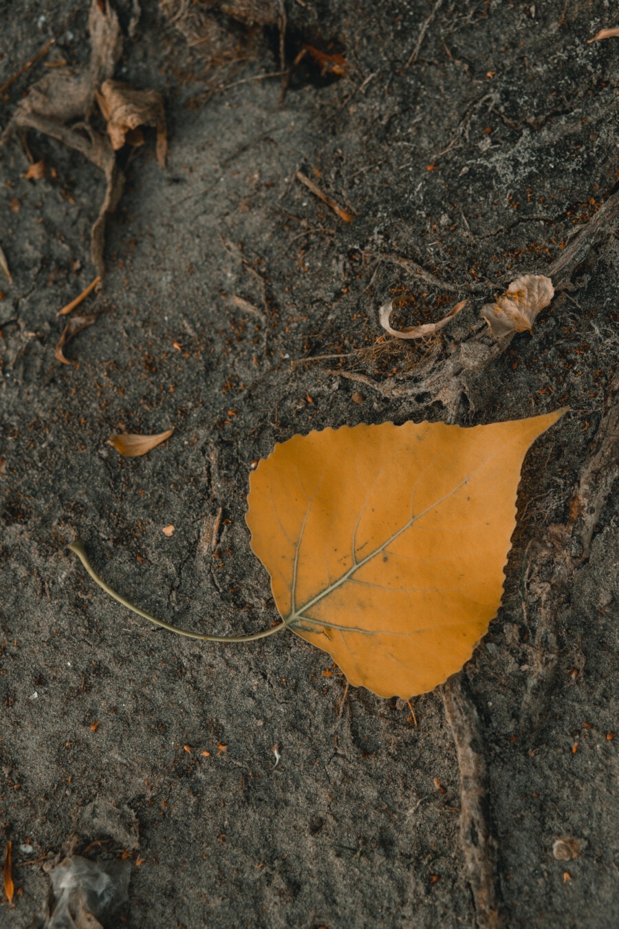yellow leaves, leaf, yellowish brown, dirt, ground, nature, dry, dirty, soil, texture