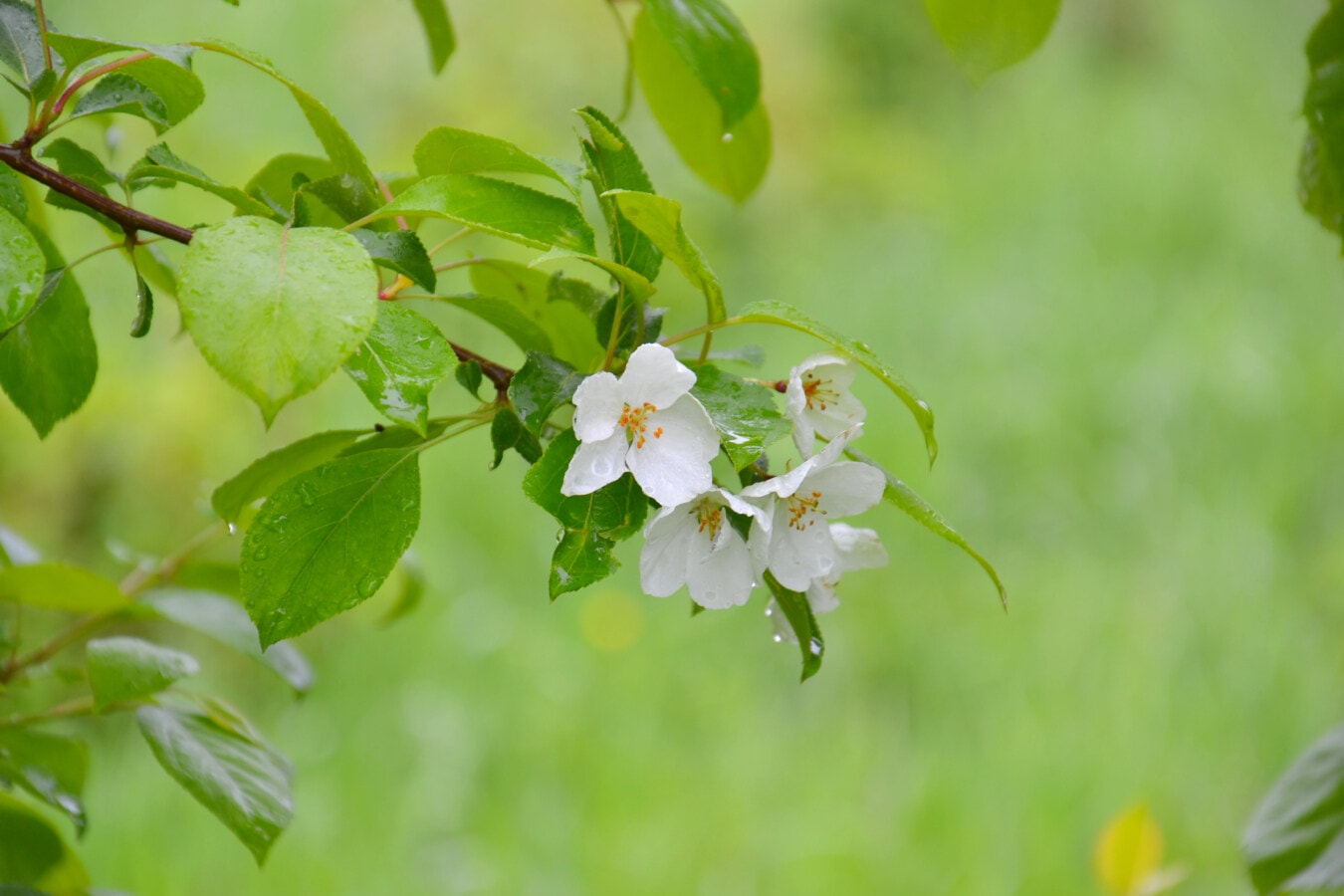 apple tree, flowering, white flower, branch, petals, rain, green, blooming, nature, flora