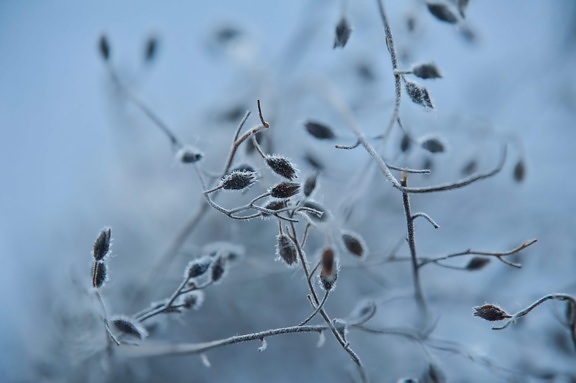 branchlet, frozen, branches, frost, foggy, blurry, nature, plants, cold, flora