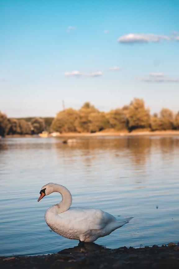 white, bird, swan, riverbank, standing, sunset, waterfowl, water, aquatic bird, lake