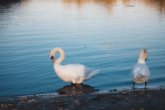 swan, birds, riverbank, bird, nature, lake, water, aquatic bird, reflection, sunset