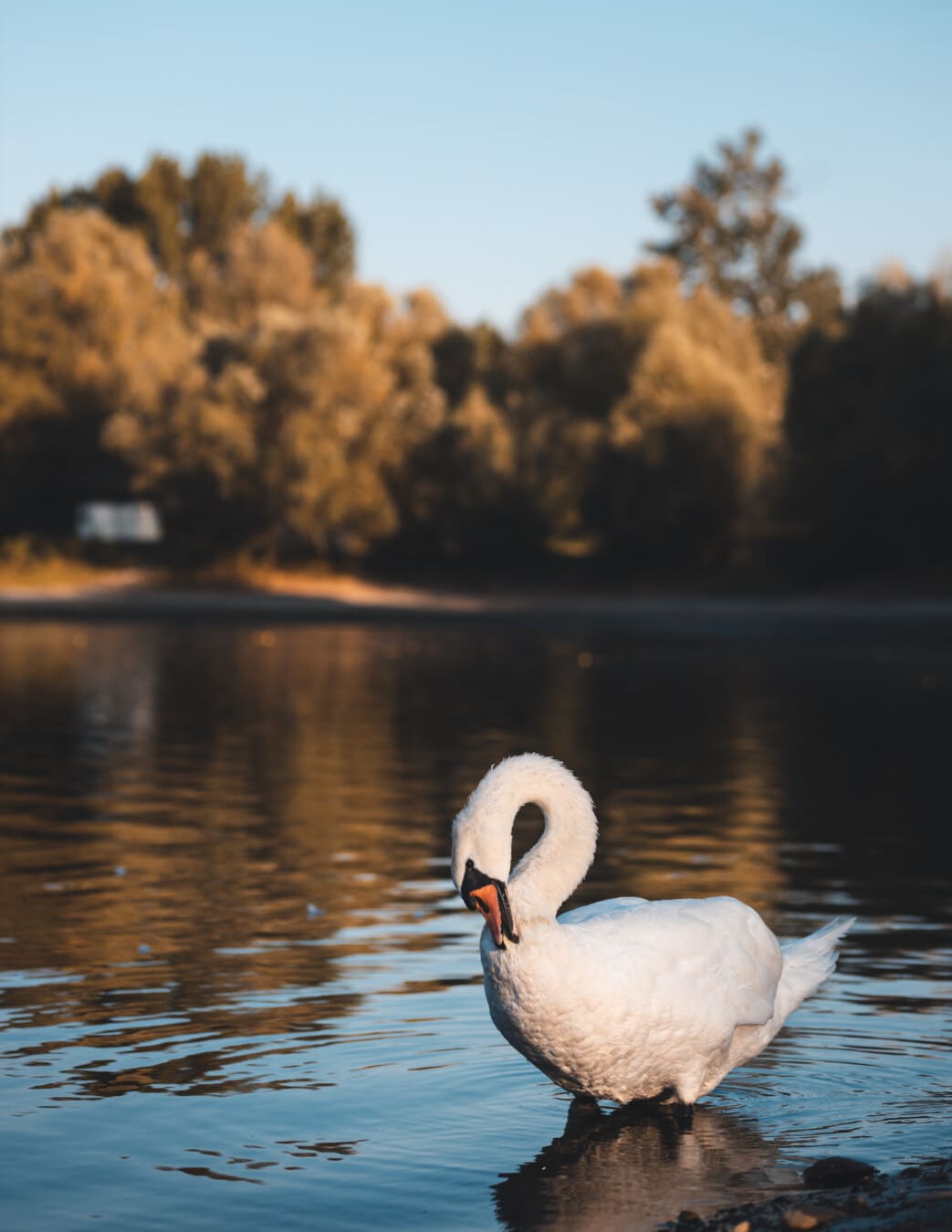 Cisne, graça, em pé, pássaro, elegante, lago, ave aquática, água, natureza, amanhecer