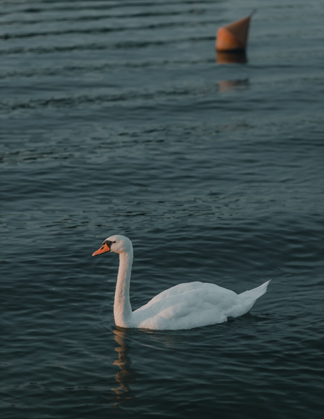 water, swan, aquatic bird, swimming, nature, river, reflection, wading bird, grace, lakeside