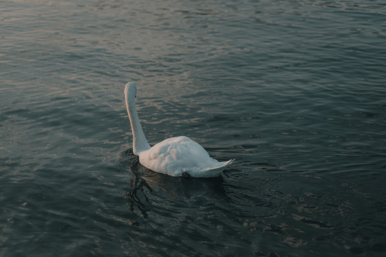 white, swan, swimming, bird, water, nature, wave, purity, summer, dawn