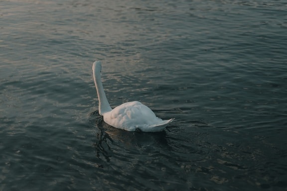 бяло, лебед, плуване, птица, вода, природата, вълна, чистота, лято, зората